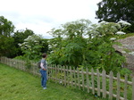 FZ018805 Jenni at Giant Cow Parsley.jpg